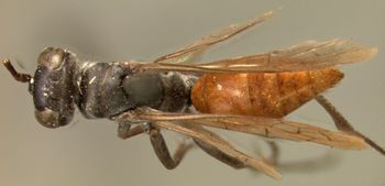 Media type: image;   Entomology 13650 Aspect: habitus dorsal view
